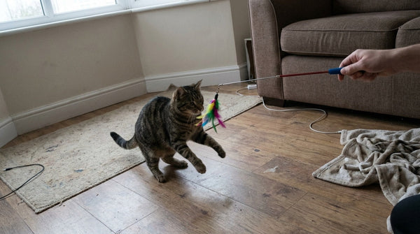 A domestic shorthair cat mid-pounce with both front paws off the ground, reaching for a feather lure on a telescopic wand held by a hand at the edge of frame