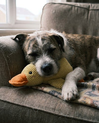 A grey muzzled terrier asleep on a sofa with its chin resting on the yellow Mellow duck and one paw stretched out beside it