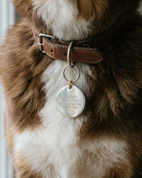 Personalized engraved pet ID tag for dogs and cats