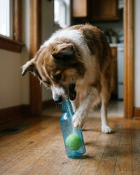 A dog pawing at the blue Bottle Crunch toy on a wooden floor, the green tennis ball visible inside the bottle
